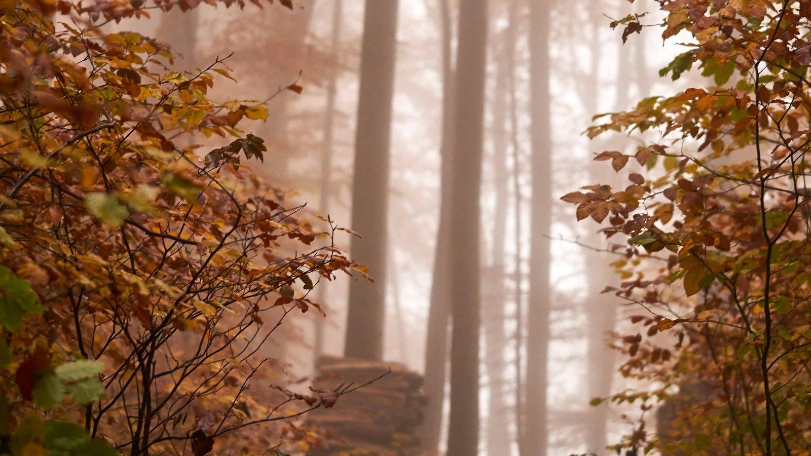 Autumn leaves and tree trunks in the mist